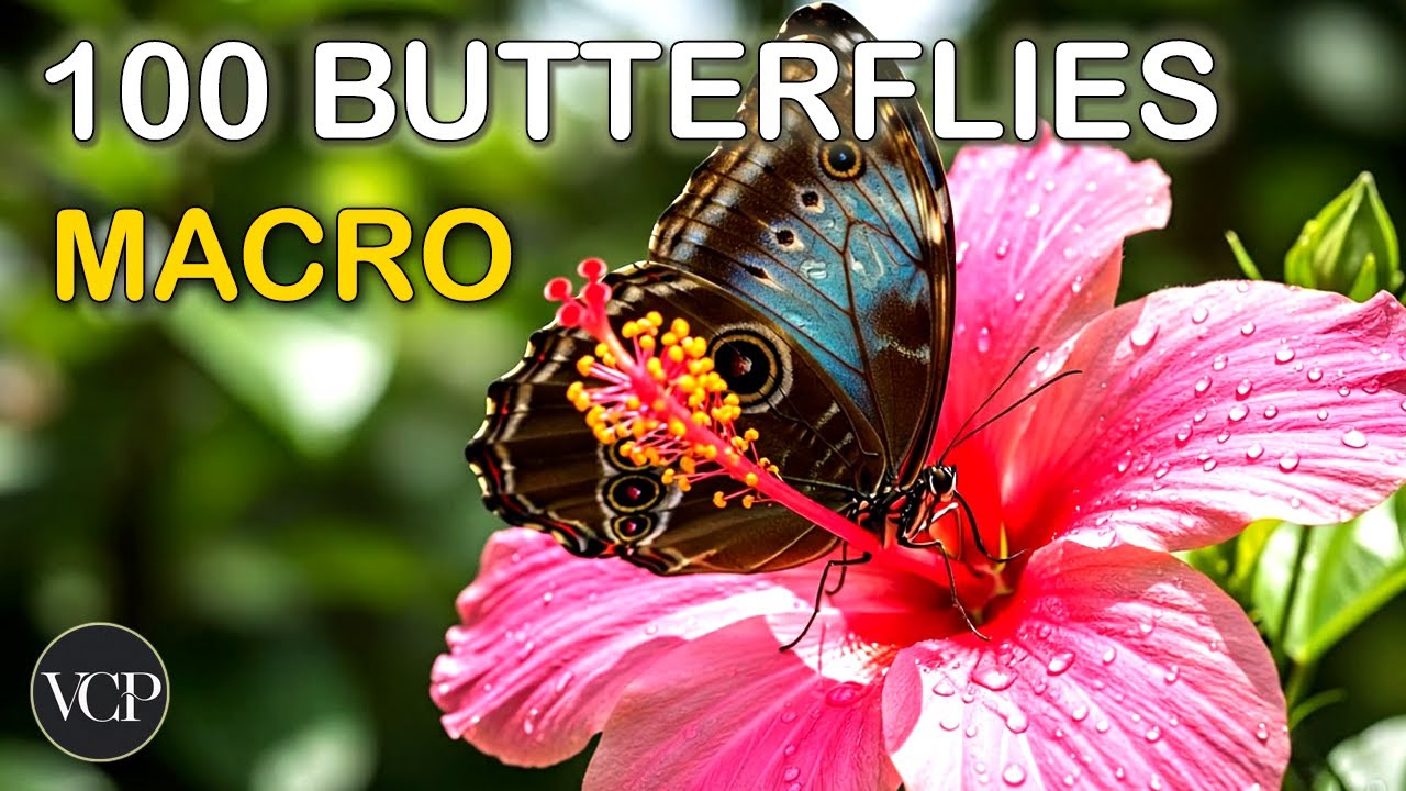BUTTERFLY REALMS: 100 Macro Butterflies in 4K