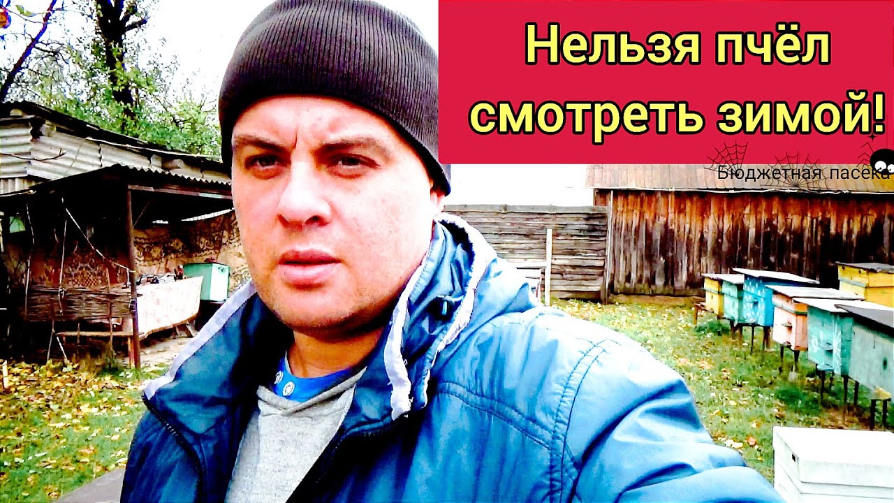 Что будет если часто смотреть пчёл зимой? Вред частых осмотров пчелиных семей.