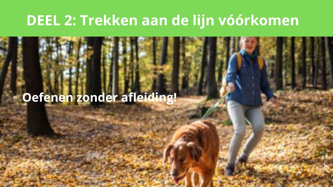 Trekken aan de lijn vóórkomen DEEL 2. Het geluidssignaal buiten aanleren zonder afleiding