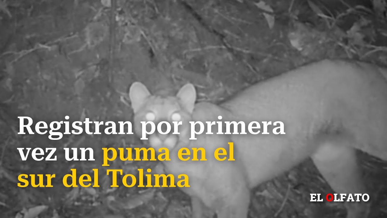 Registran por primera vez un puma en el sur del Tolima
