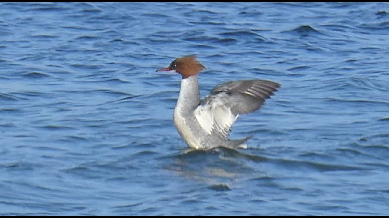 Gänsesäger Ente Enten Ostsee Weibchen Sehlendorfer Binnensee #gänsesäger