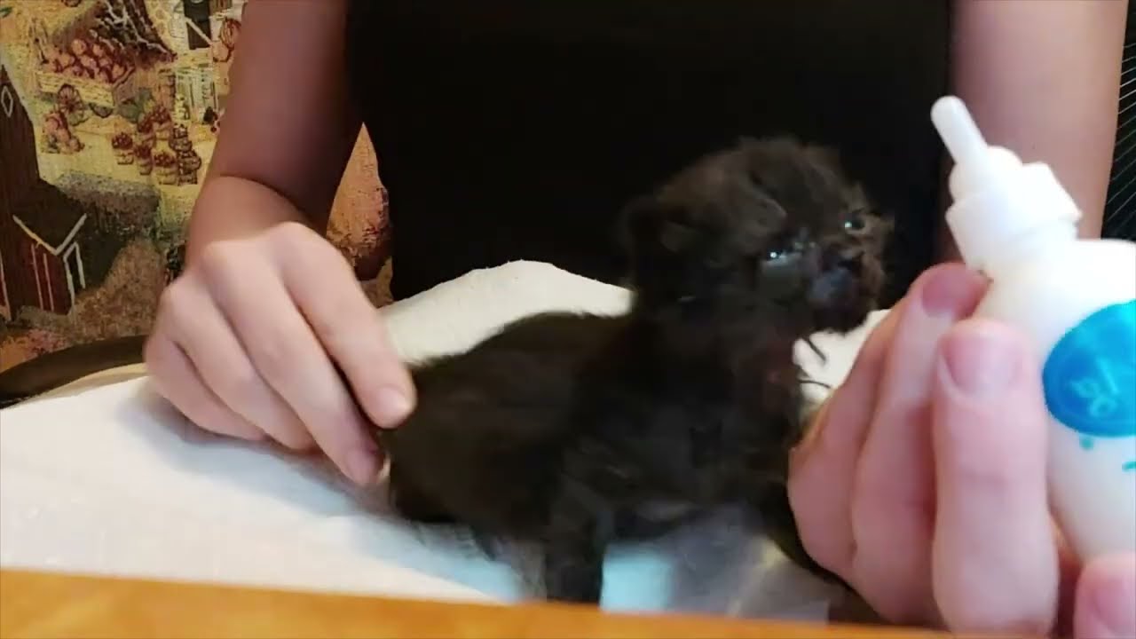 How to clean a kitten bottle, prepare formula, stimulate a kitten to potty, and feed a kitten.