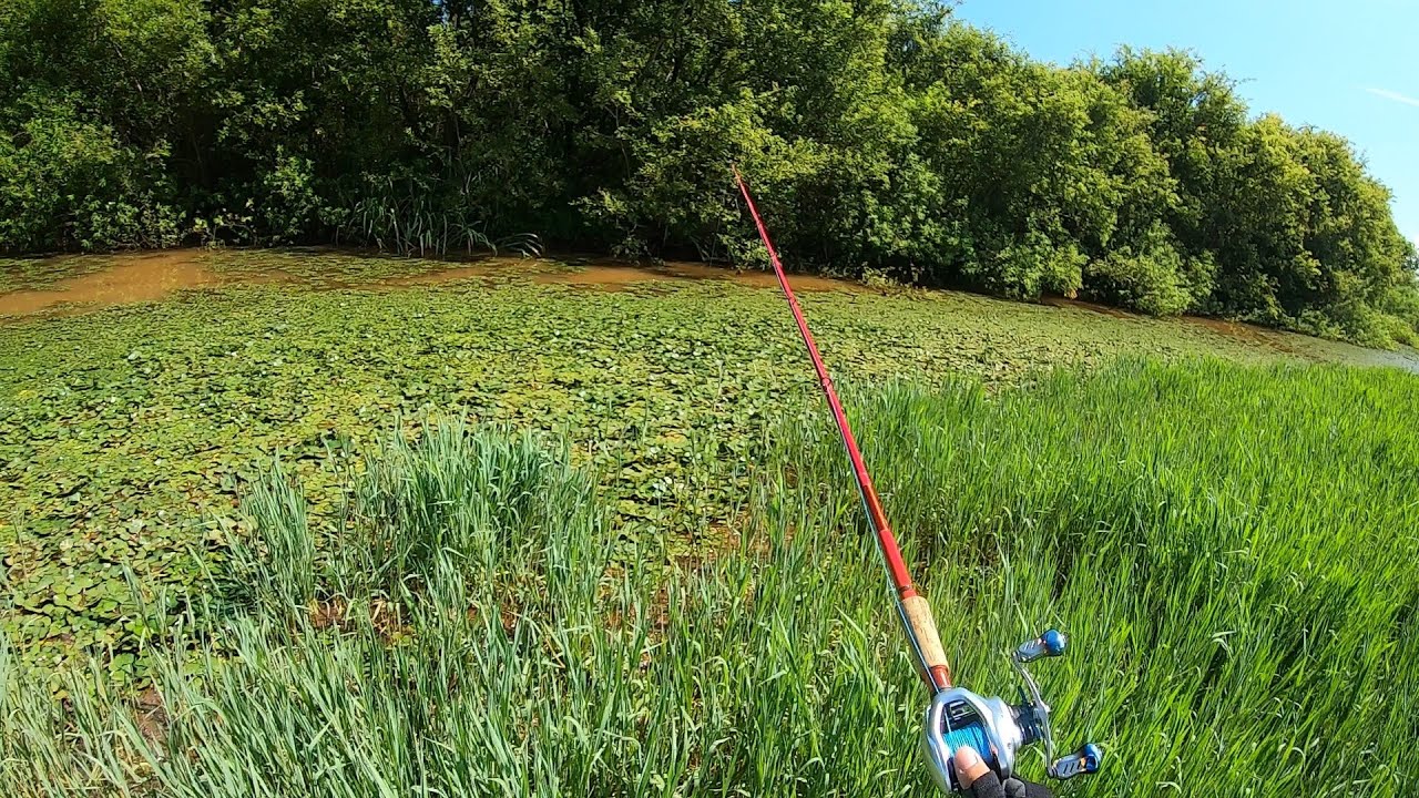 A big fish attacks from below [SNAKEHEAD ATTACK]