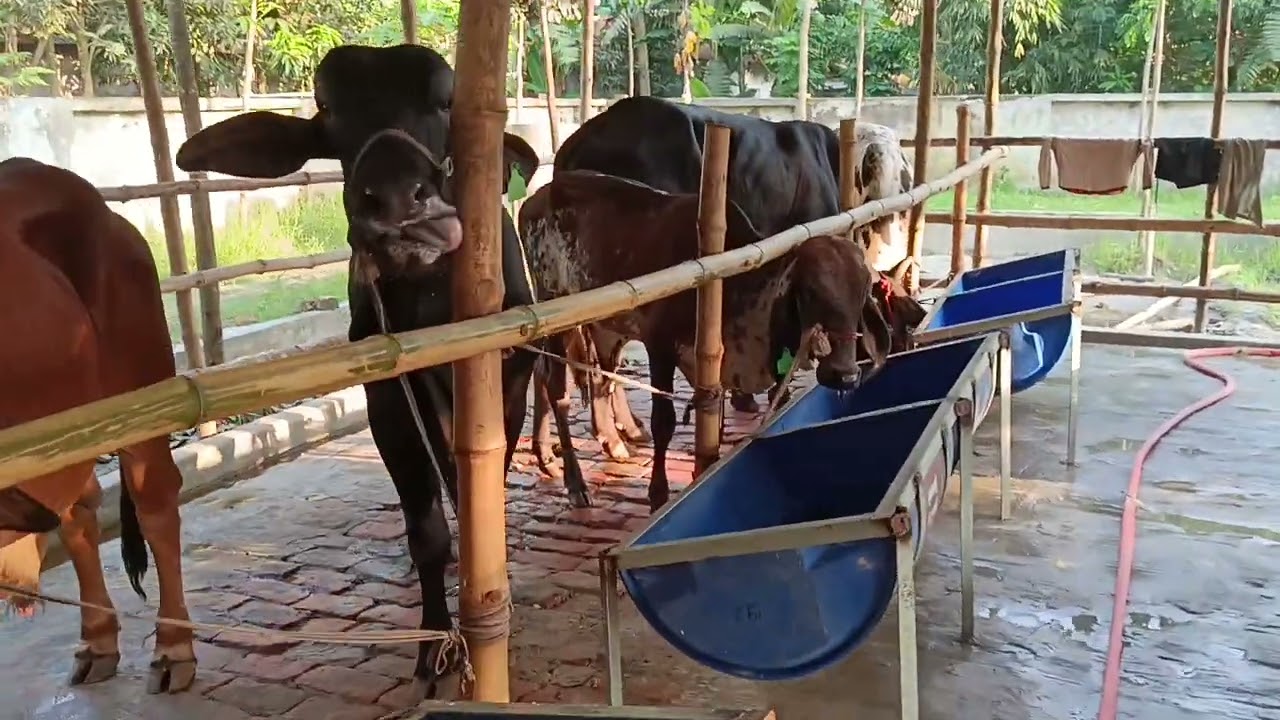 সীমিত খরচে ষাঁড় গরুর শেড তৈরি করুন। 