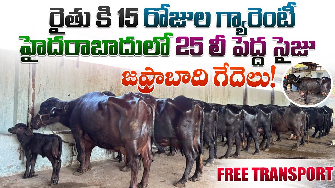 రైతు కి 15 రోజుల గ్యారెంటీ హైదరాబాదులో 25 లీ పెద్ద  సైజు జఫ్రాబాది గేదెలు | FREE TRANSPORT 