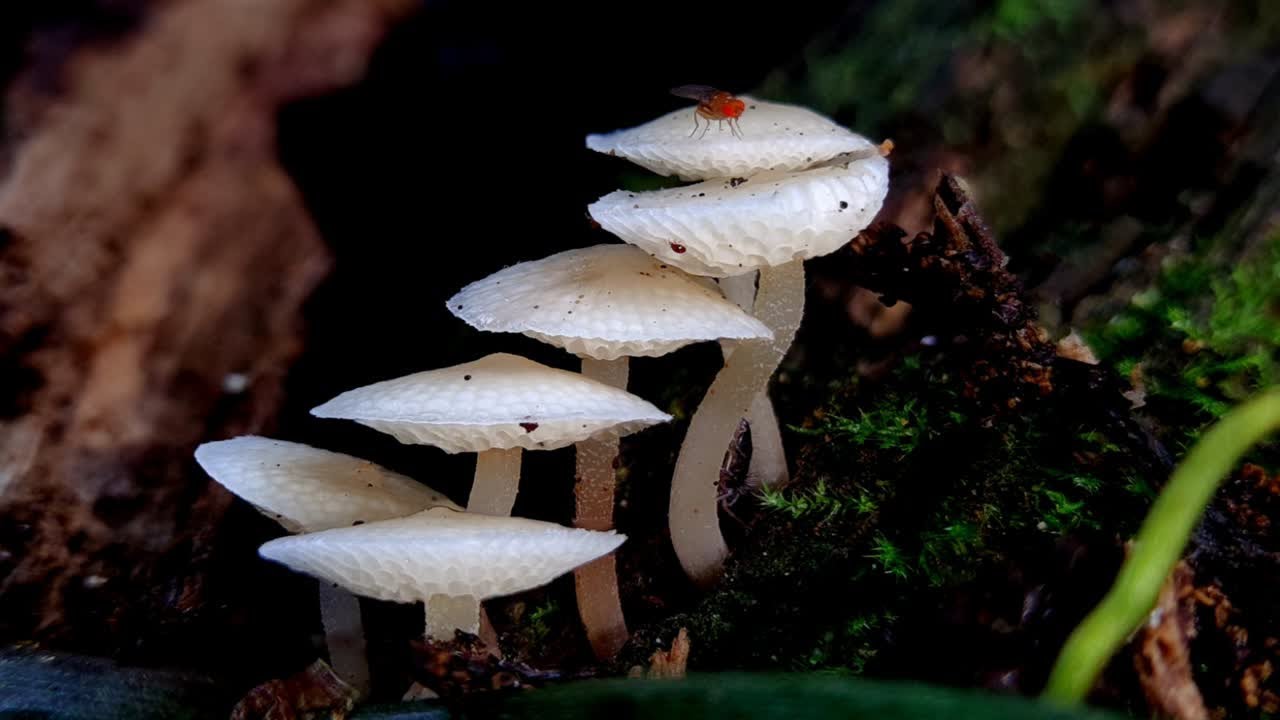 丛伞胶孔菌&mdash;&mdash;摄于云南哀牢山