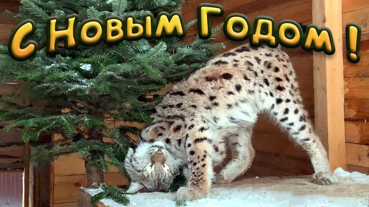 РЕАКЦИЯ ПУМЫ И ДИКОЙ РЫСИ НА ЁЛКУ / С Новым Годом!