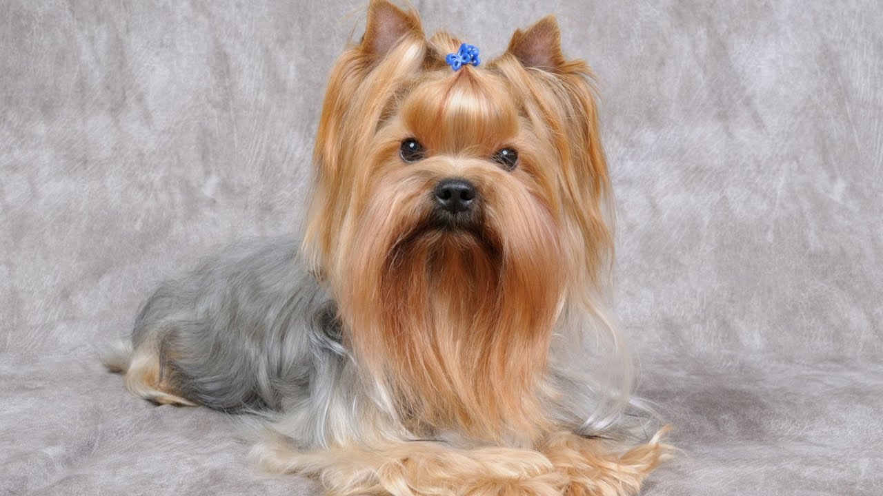 Uncovering the Instincts of the Yorkshire Terrier Digging Into History