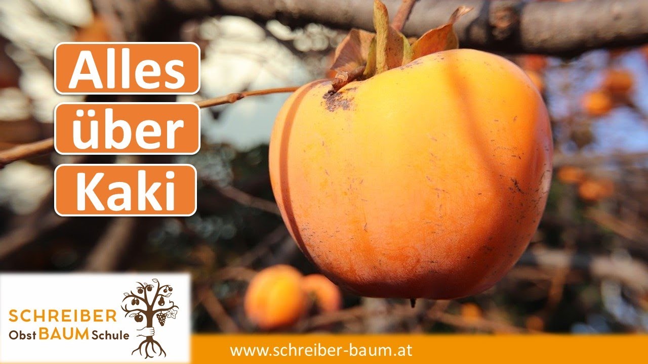 Kaki Anbau von Profis lernen - Schnitt, Sorten, Unterlagen im intensivsten Anbaugebiet der Welt