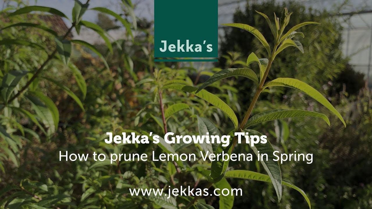 Jekka's Herb Growing Tips: How to prune Lemon Verbena in Spring, with Jekka McVicar