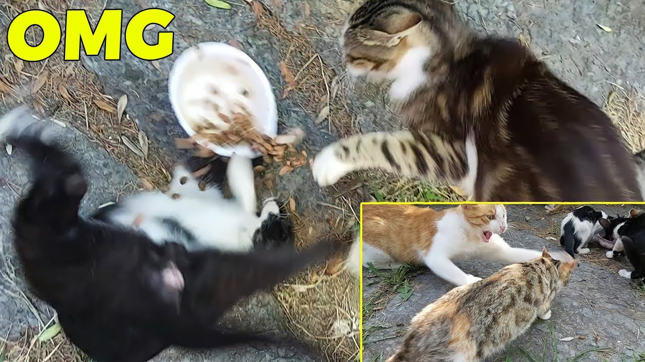 Cats and Kittens Fighting for Food. Cats Fighting 😮😥
