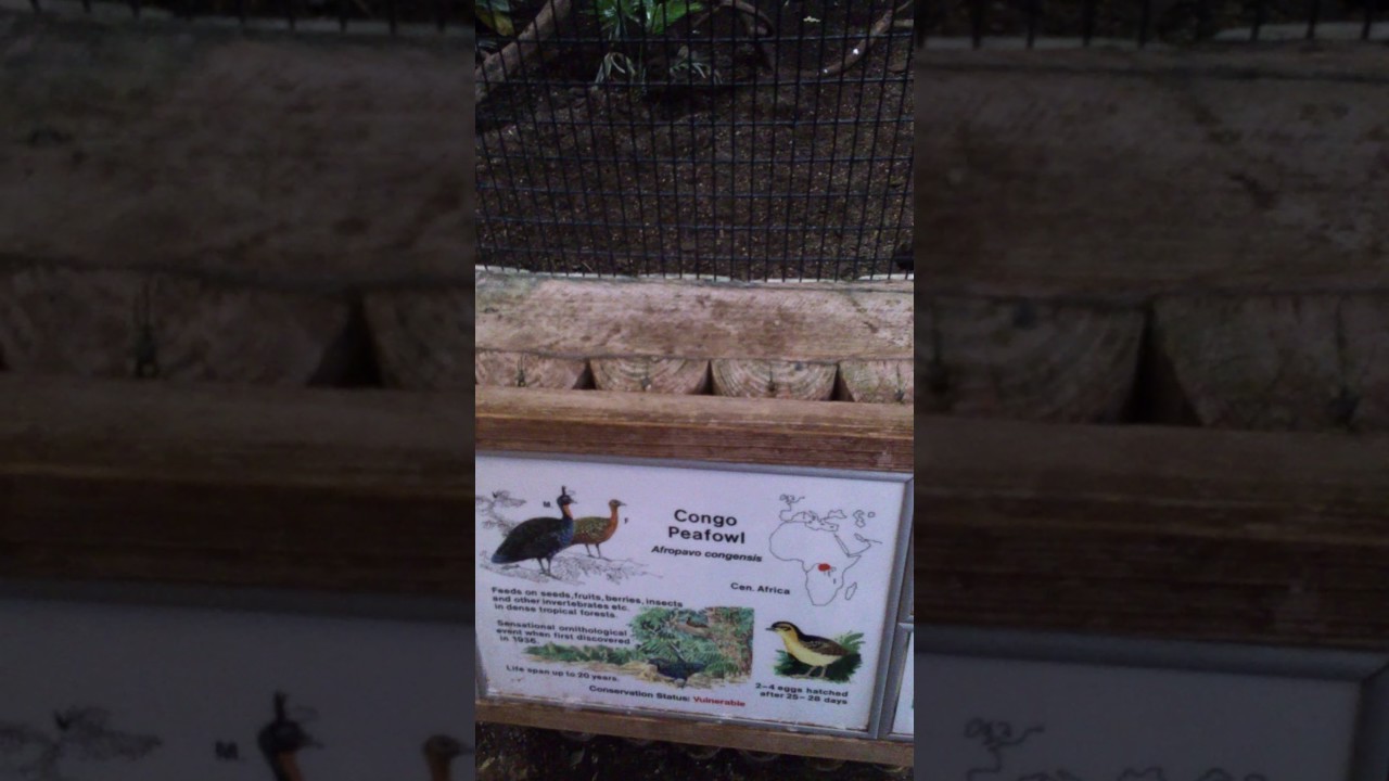 Tropical Realm | Chester Zoo