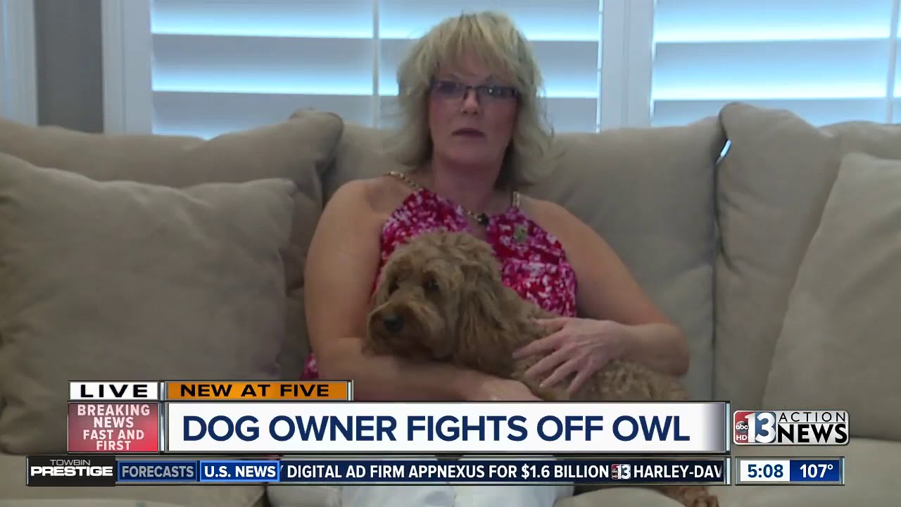 Dog owner fights off owl