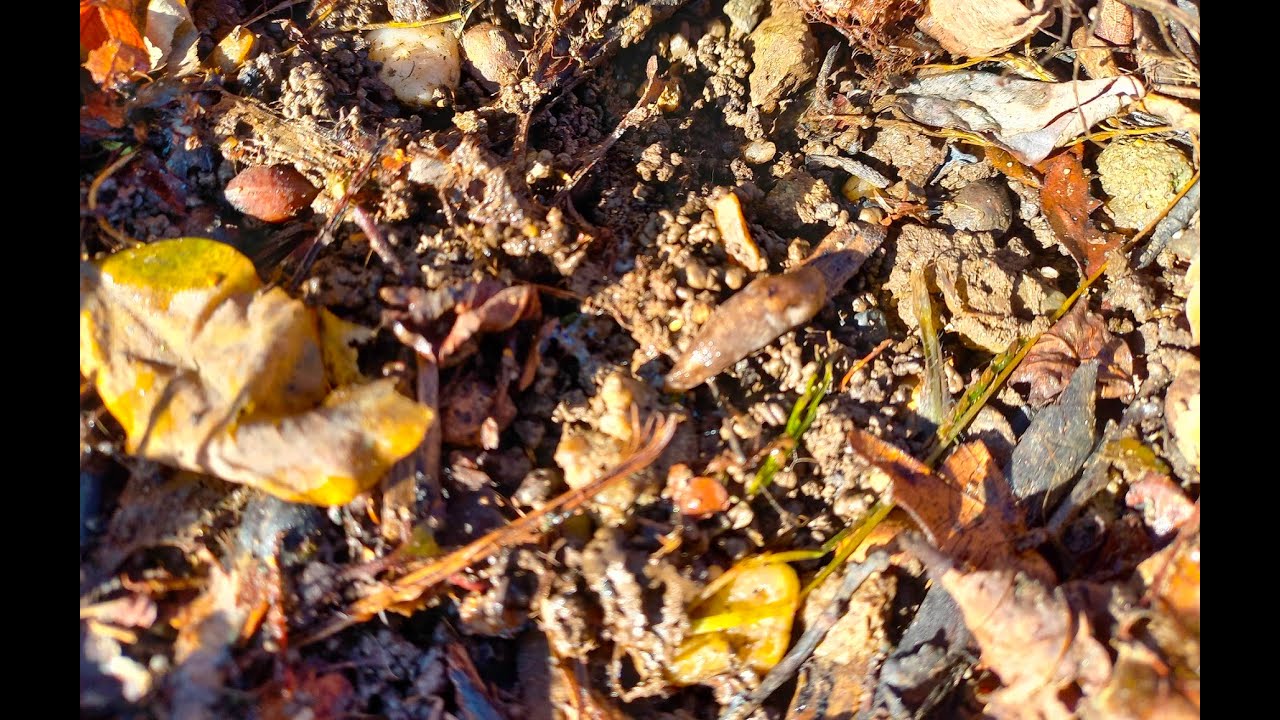 Cum putem să ne protejăm culturile de atacul limacşilor în grădinăritul organic.