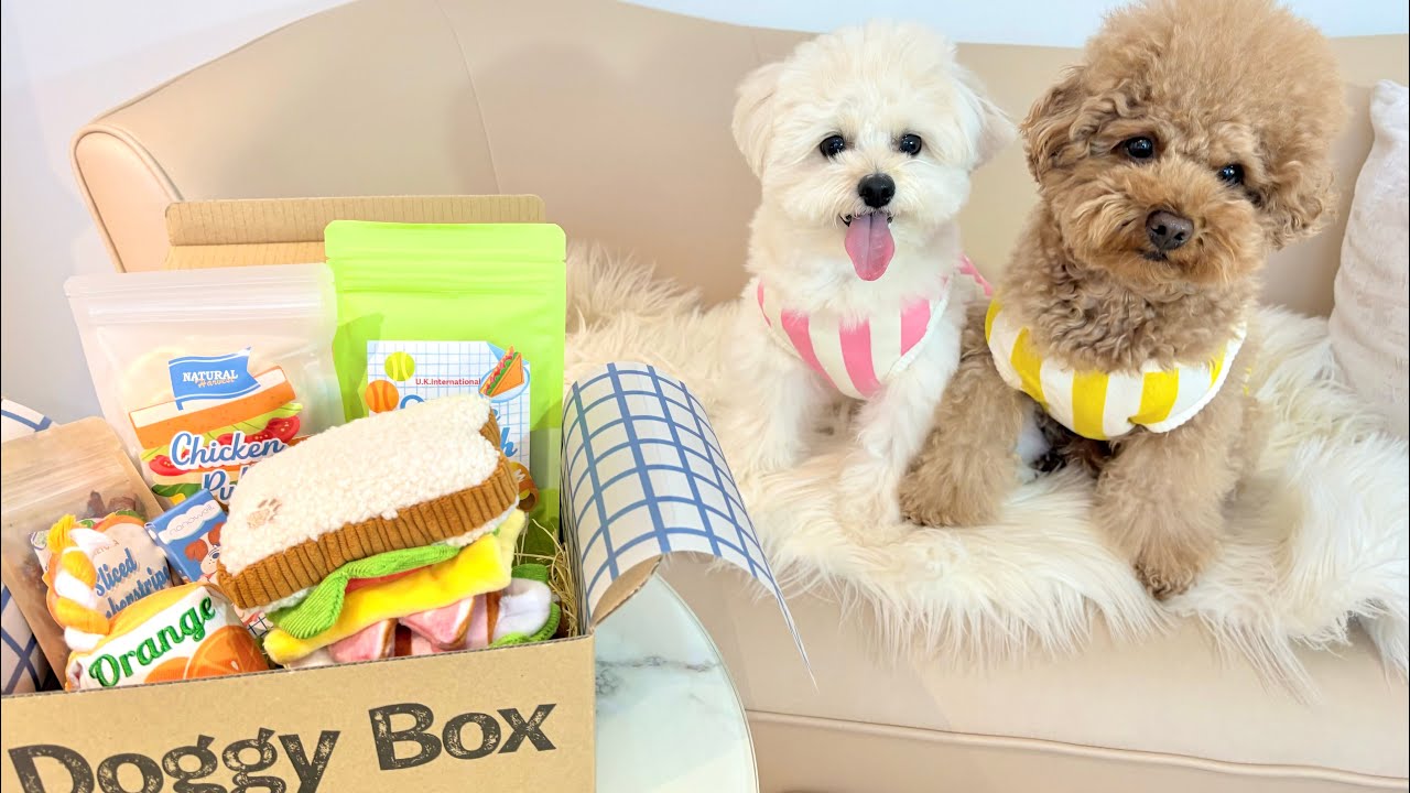 ドギーボックス5月号が最高すぎた【Doggy Box】