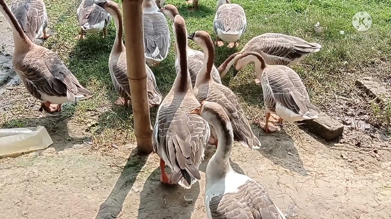 বানিজ্যিকভাবে রাজহাঁস পালন, হাট থেকে রাজহাঁস কিনার পর খামারে এনে কি কি কাজ বা যত্ন করতে হয়।