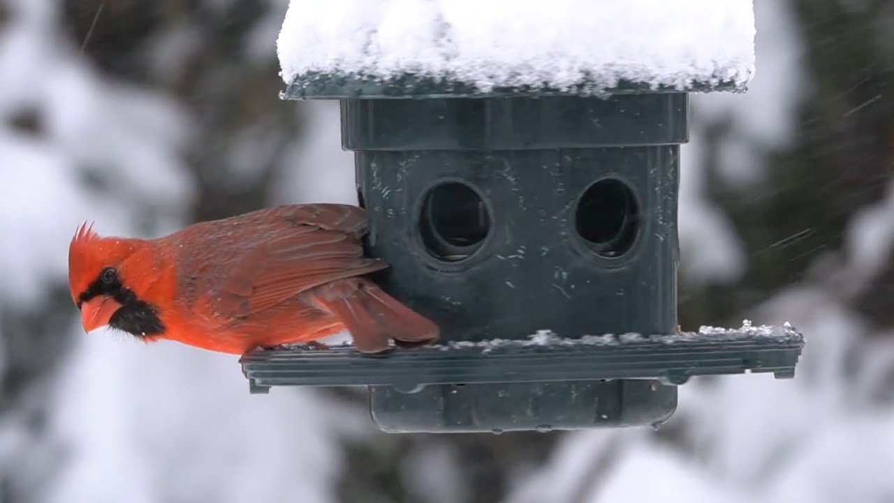 Cartoons for Cats - 10 Hours of Cardinals and Friends - Mar 19, 2022