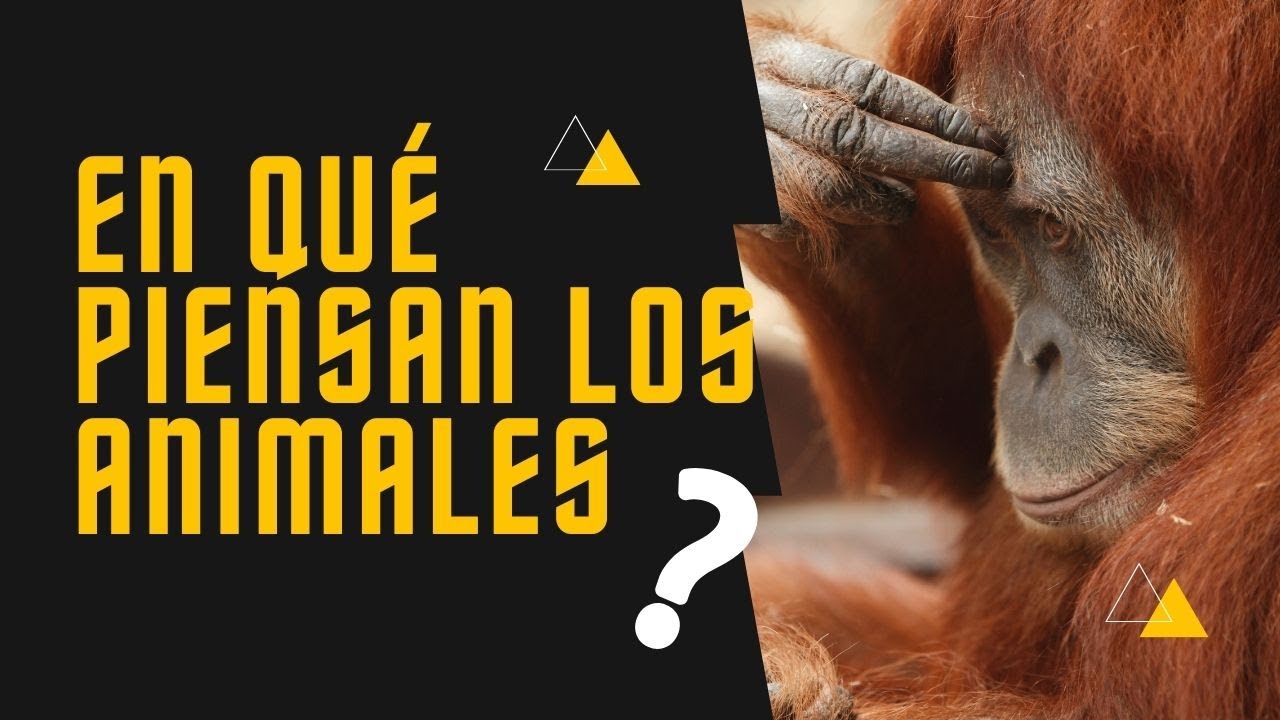 Conciencia animal &iquest;LOS ANIMALES PIENSAN?