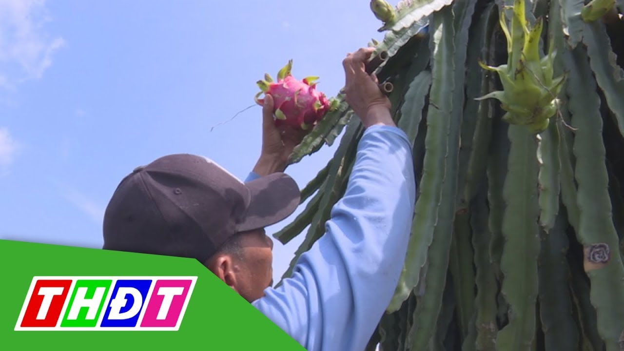 Nông dân và những kỳ vọng vào chương trình OCOP | THDT