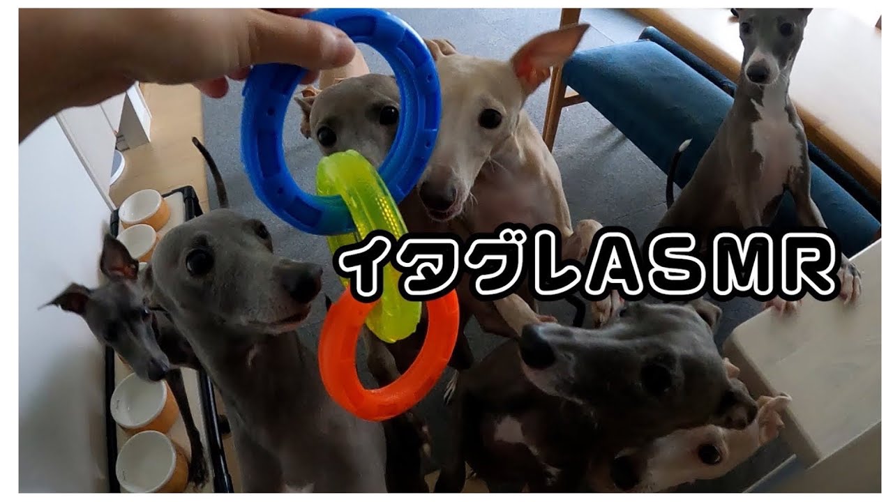 【イタグレ好き必見！】８匹のイタグレによるASMR！