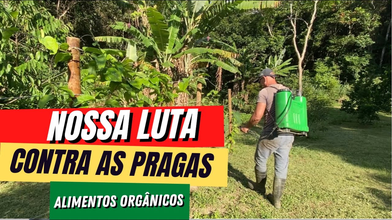 NOSSA LUTA CONTRA AS PRAGAS NO SÍTIO😩/Óleo de neem e calda bordalesa/Bora pra Roça?