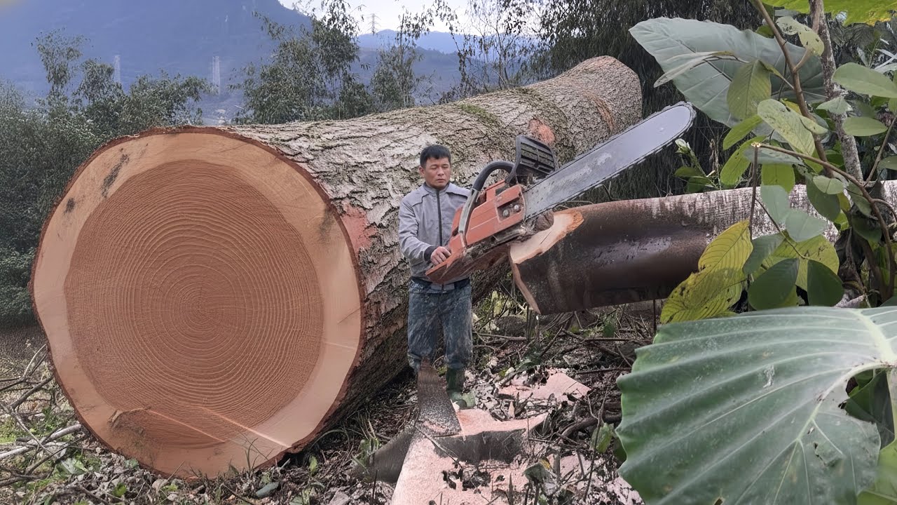 A Girl’s Solo Life in the Forest | Cooking & Wood Harvest