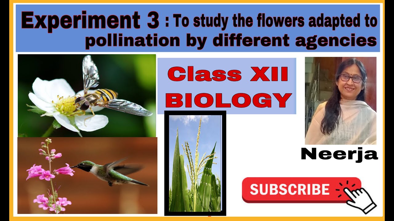 Flowers adapted to pollination by different agencies/ Experiment 3/class12/biology/Term1/by Neerja