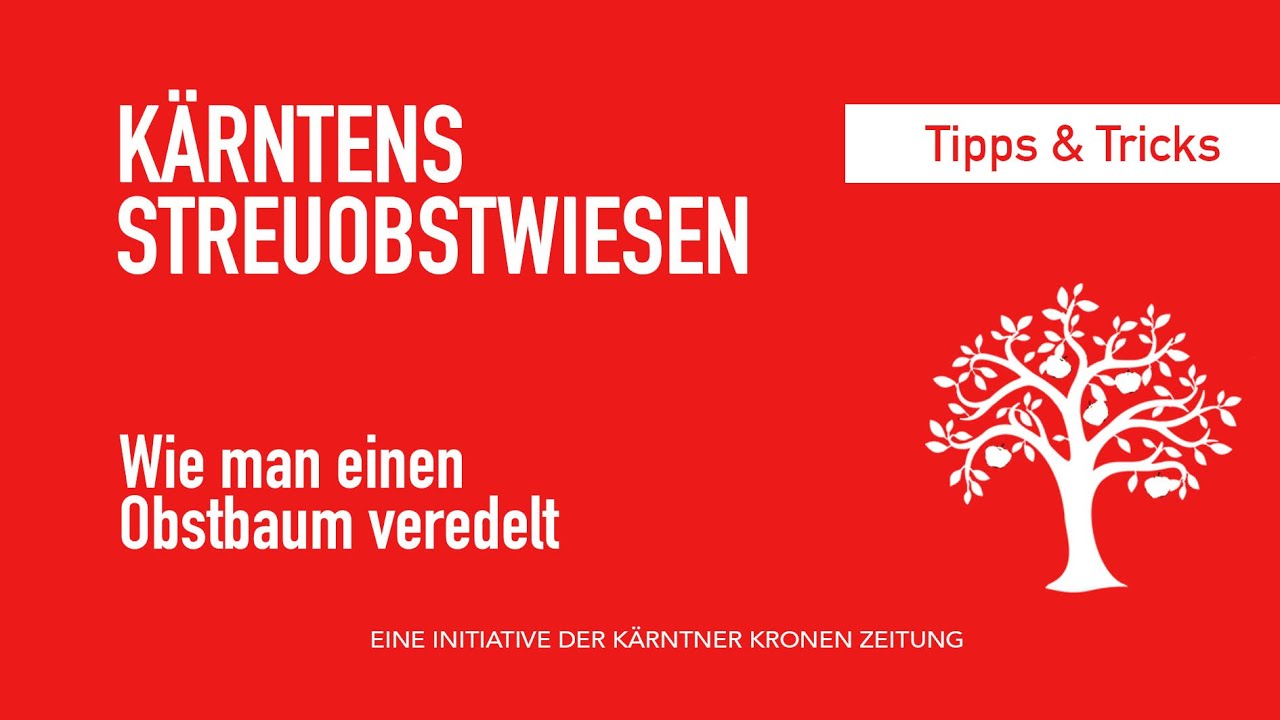 Kärntens Streuobstwiesen: Wie man einen Obstbaum veredelt.