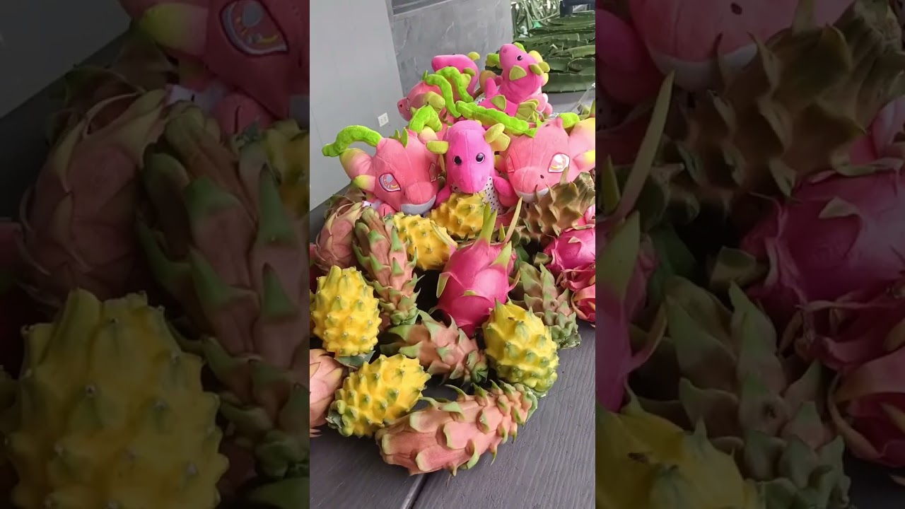 A quick visit @Three Lucky Mountains Dragon Fruit Farm in Pulong Yantok Angat Bulacan