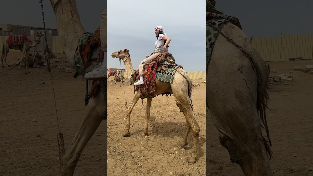 Tutorial su come salire sul dromedario 🐪 #travel #egypt #traveling