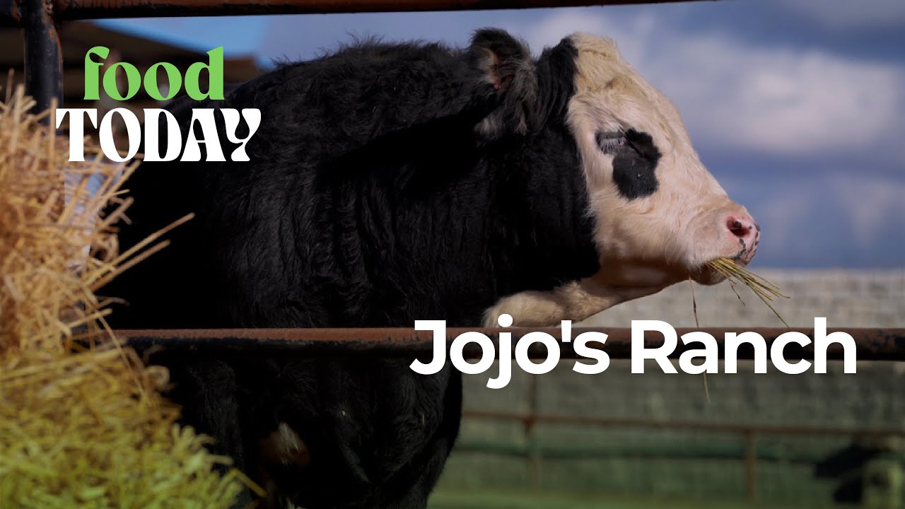 الأنجوس أفضل سلالات اللحوم العالمية من انتاج Jojo's Ranch