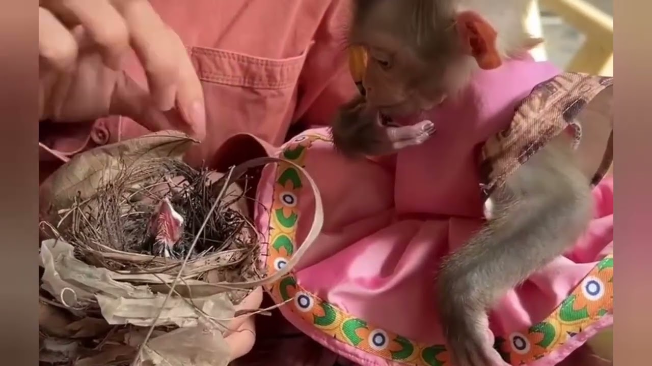 Linda Sit Accampany| Mom Save Feed Spoon| Milk To Newborn Baby Brid#cat#duet #cute 