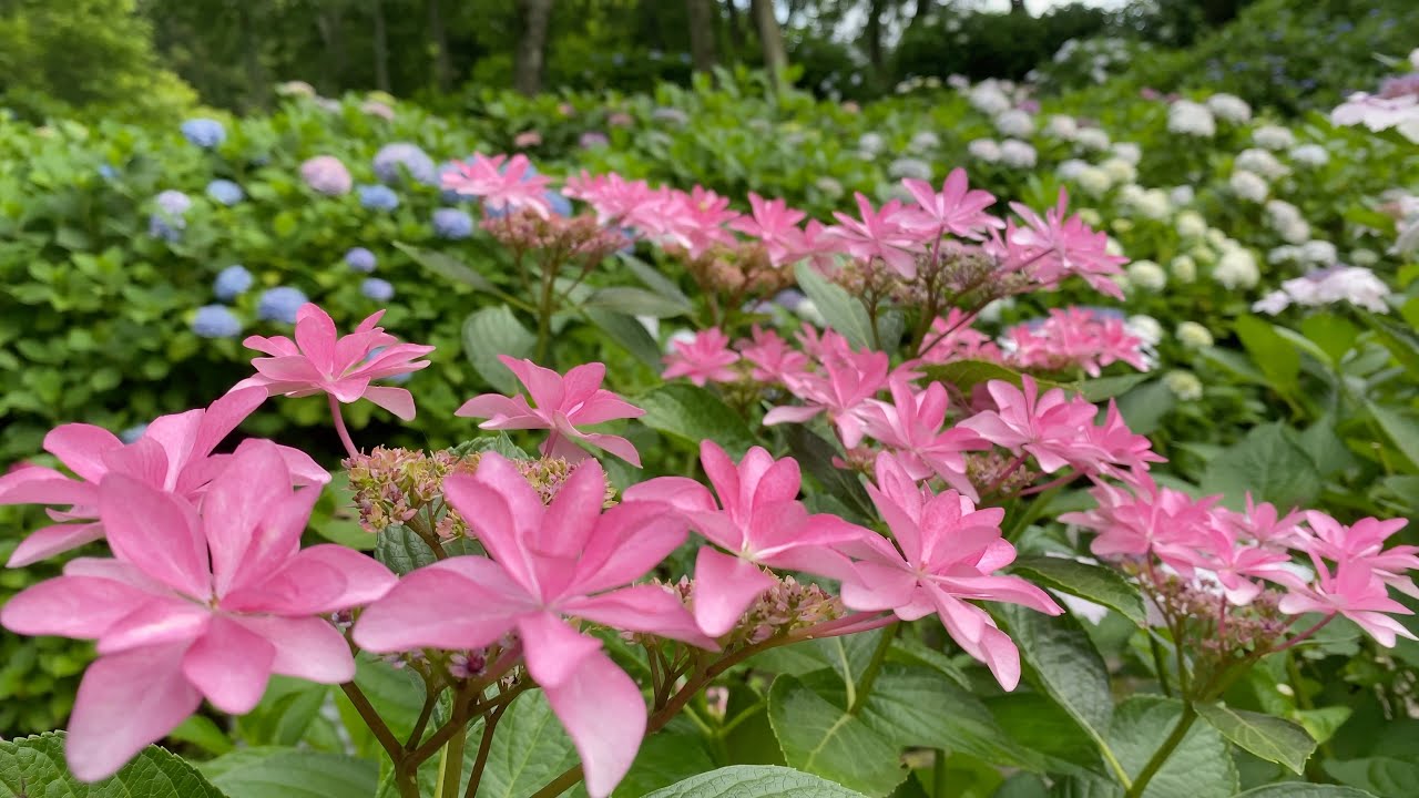 2021/06/14　稲積癒しの里山　その４　〜愛媛県大洲市〜