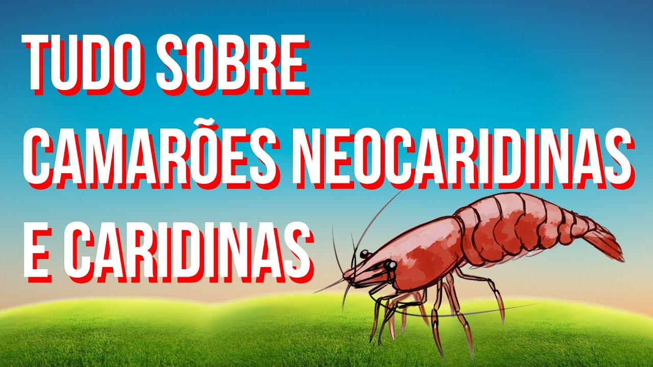 Tudo Sobre Camarões Caridinas e Neocaridinas