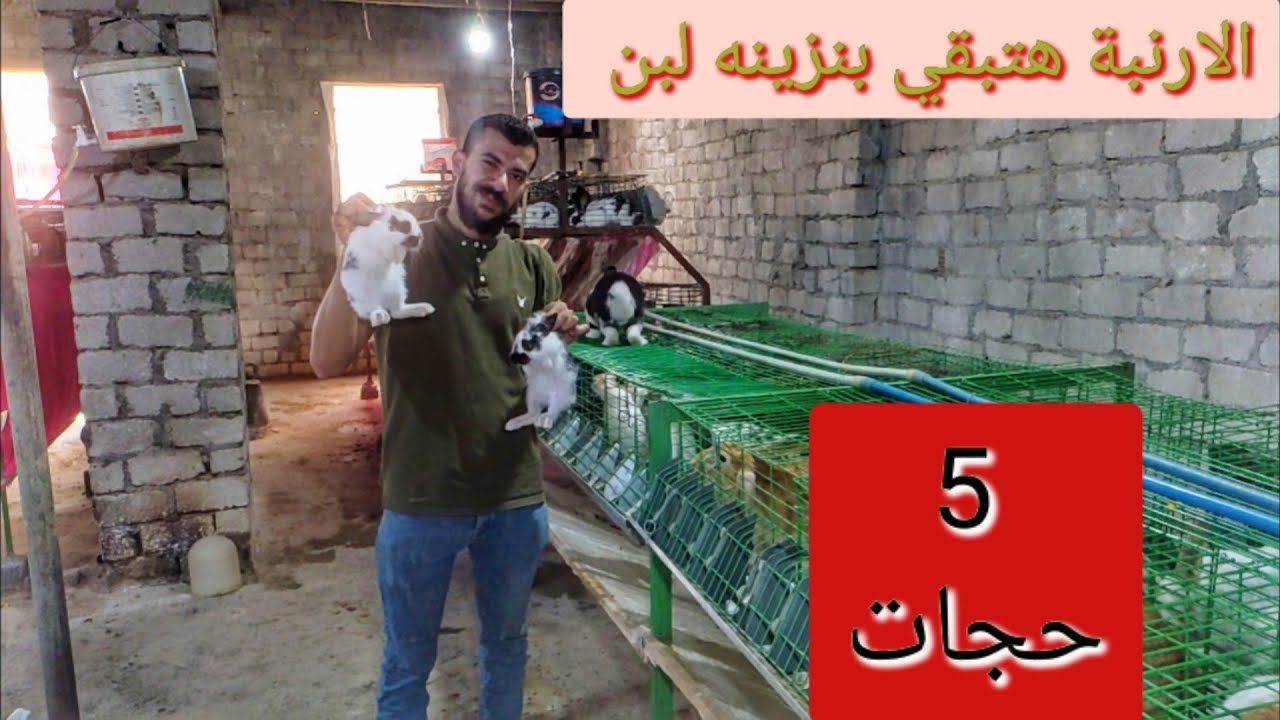 من اهم الخطوات الي تعملها علشان تزود لبن الامهات وتلحق الخلف الي بتموت