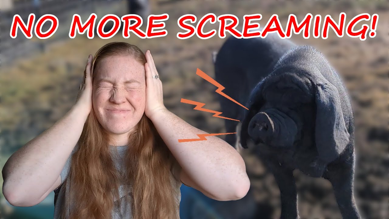 Why our pigs DON'T SCREAM anymore | Meishan Pigs