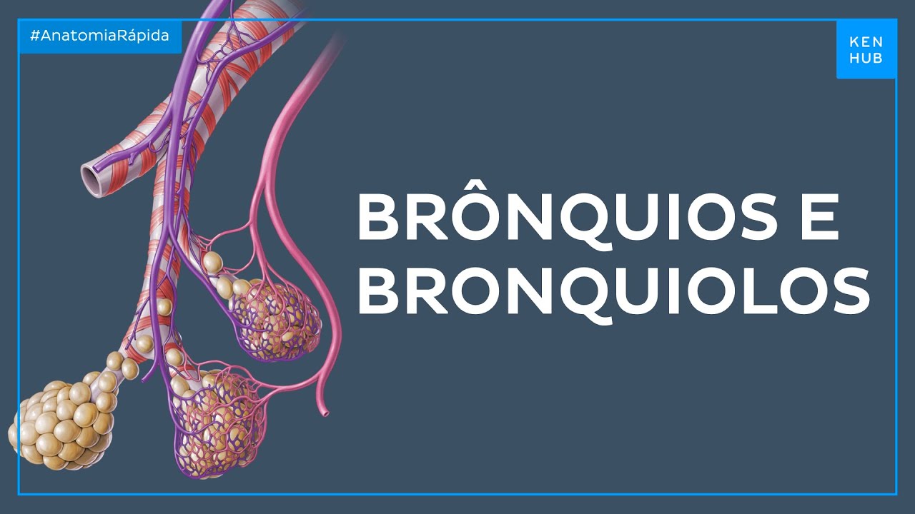Br&ocirc;nquios e bronqu&iacute;olos - Anatomia F&aacute;cil | Kenhub