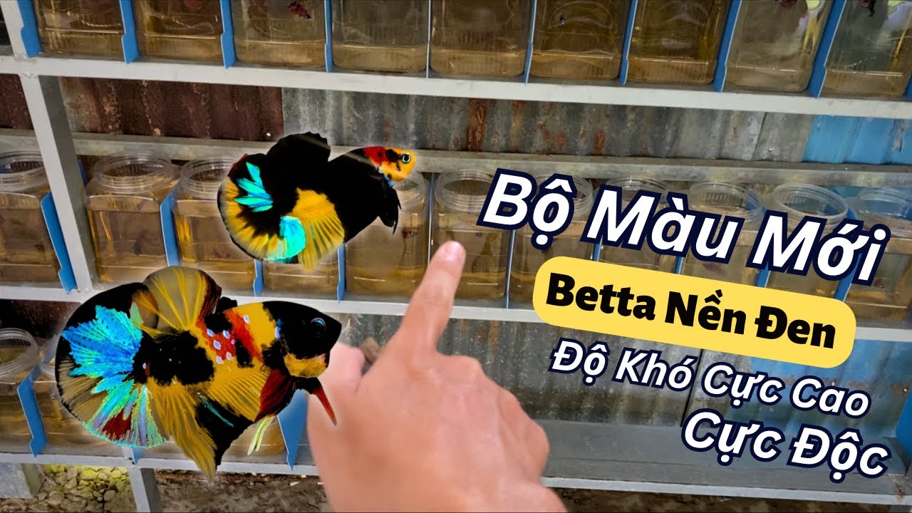 Vlog Ra Mắt Bộ Màu Mới Betta Avatar Nền Đen Cực Độc | Betta Quang Nguyễn