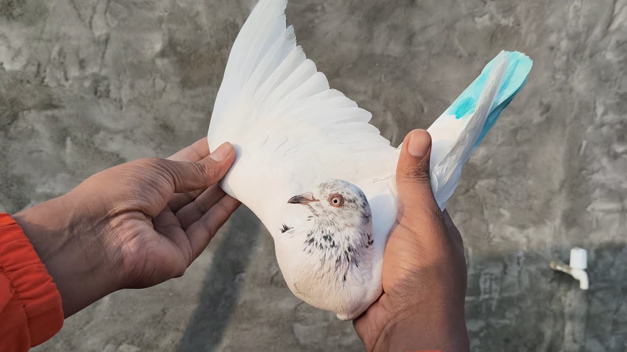 Pure punjabi malwai kabutar full garanty k for sale matr 2000joda 9350051975