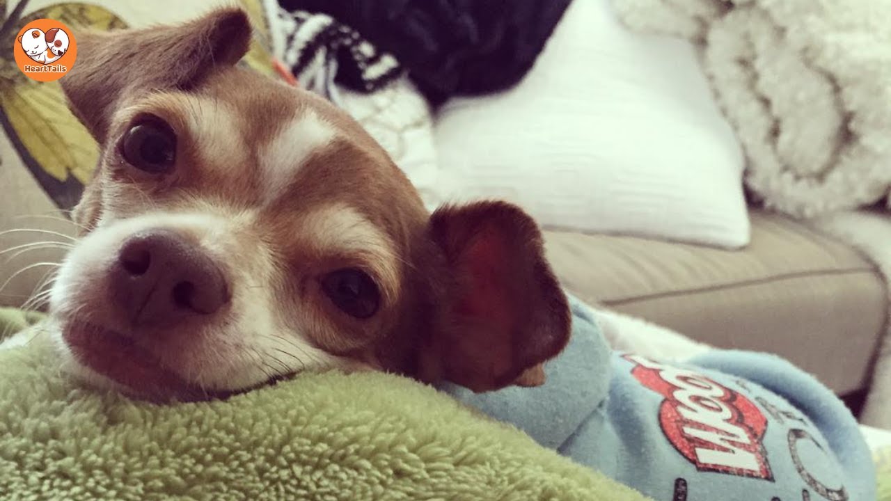 A Broken Rescue Dog with the Strongest Will to Live