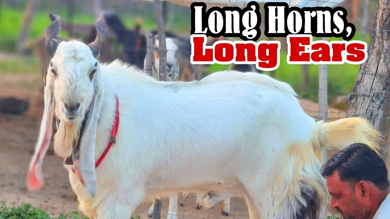 Kota Jungle Goat Series Part 31 Sonulal - Lambe Kaan Lambi Sing