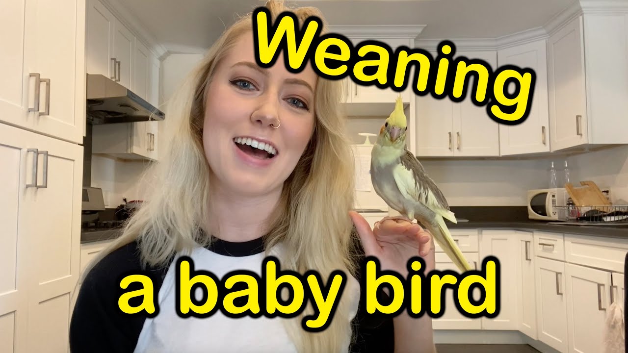 How to Wean a Baby Bird (based on experience with a Cockatiel)