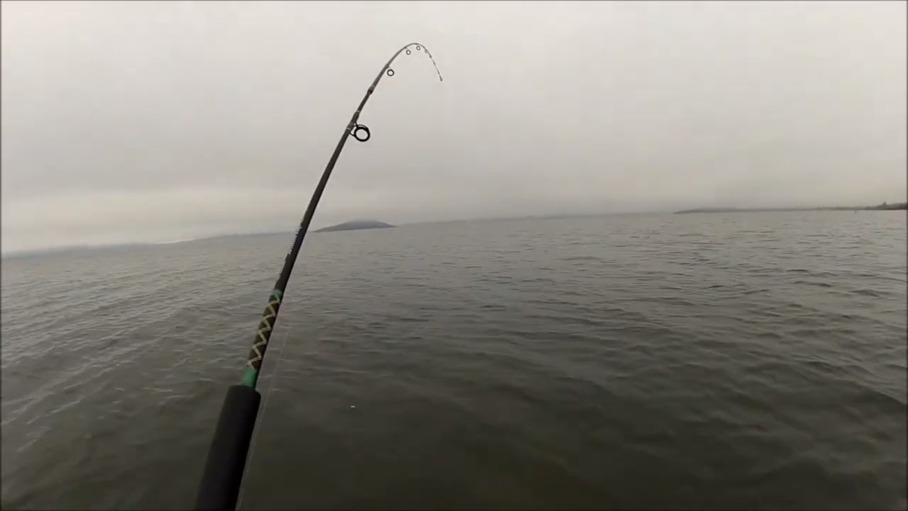 NEW ZEALAND TROUT FISHING TARGET THAT WEED BED