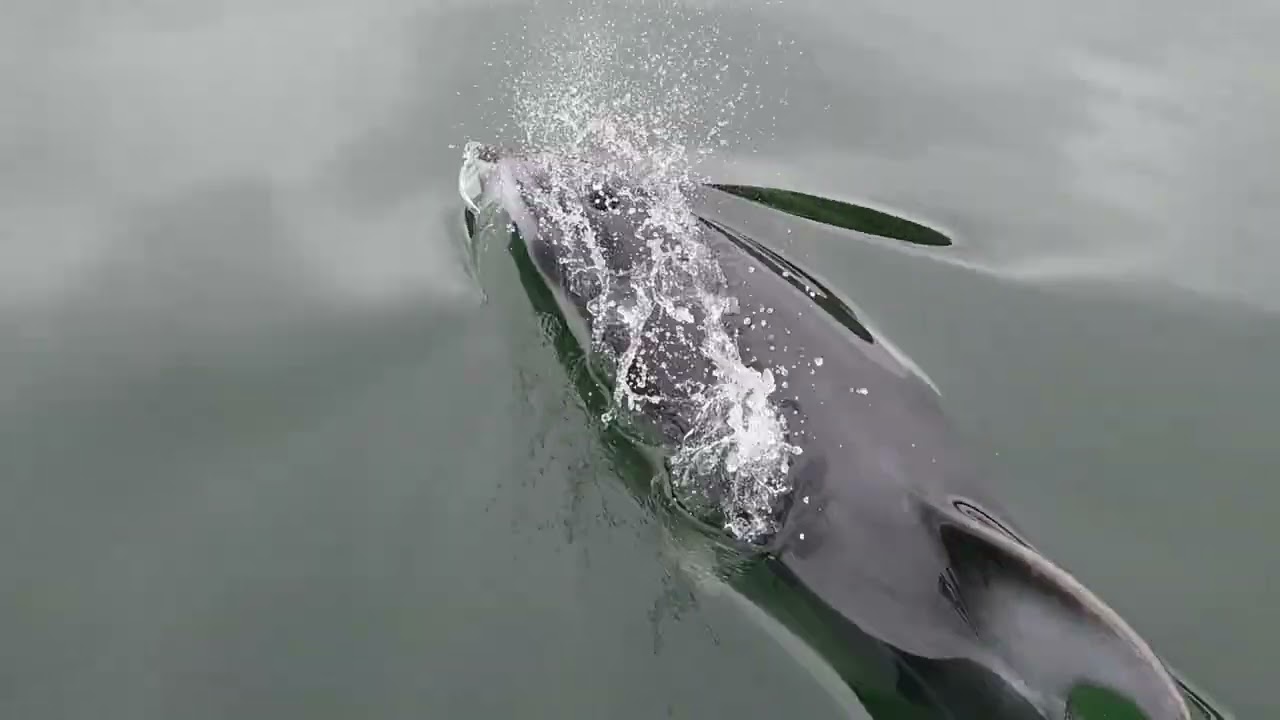crazy fun with dolphins (Pacific White-Sided Dolphin or harbor porpoise?) in secret BC inlet via RIB