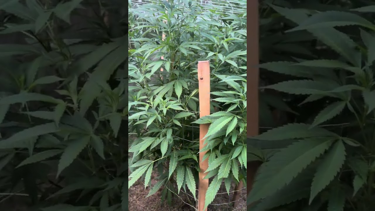 2025 Michigan outdoor grow!