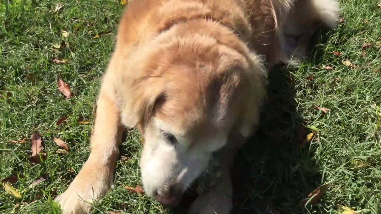 The Benefits of Feeding Green Tripe to Dogs & Cats