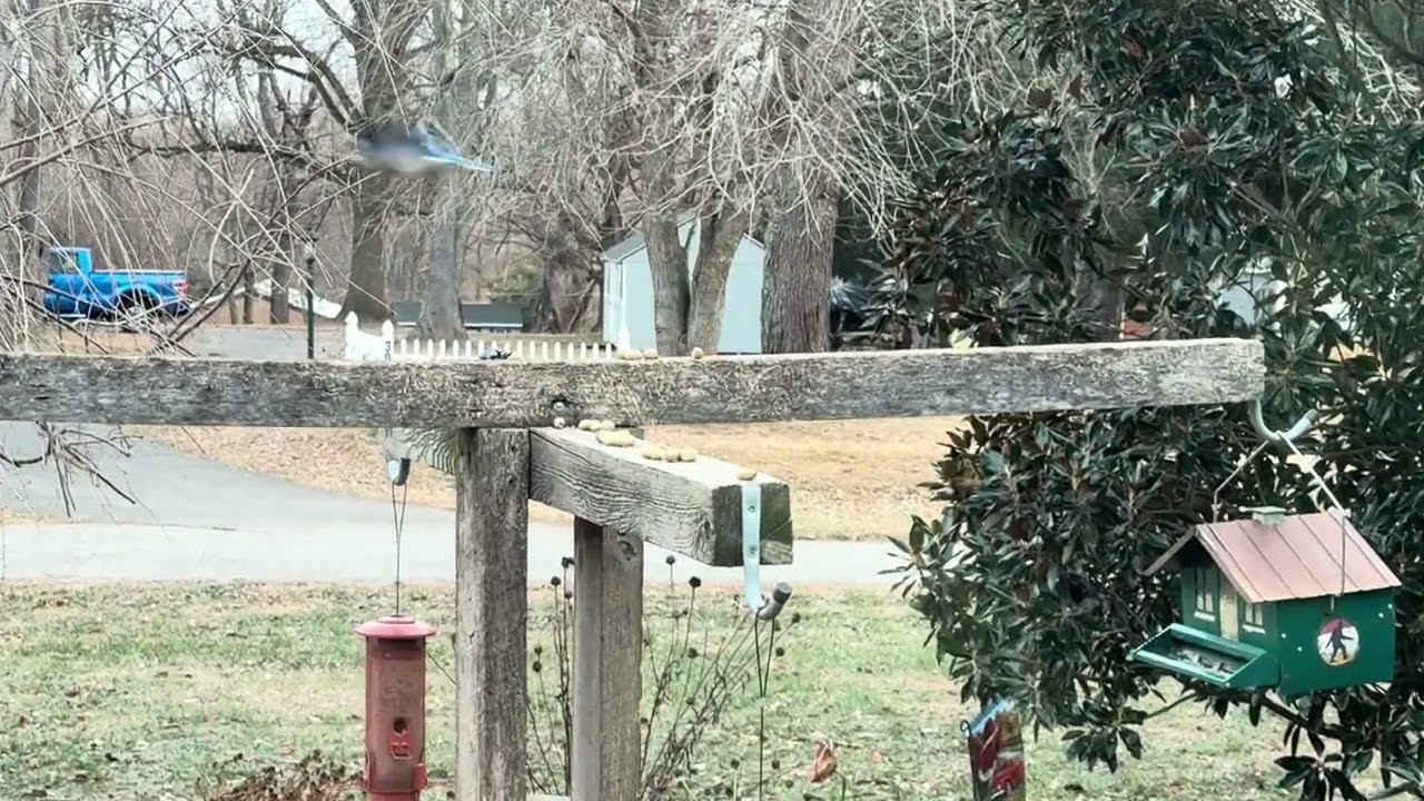 Life On The Farm- breakfast is served 12-13-2025