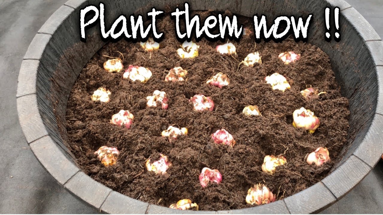 HOW TO PLANT ASIATIC LILY BULBS/asiatic lily care after blooming part 4/