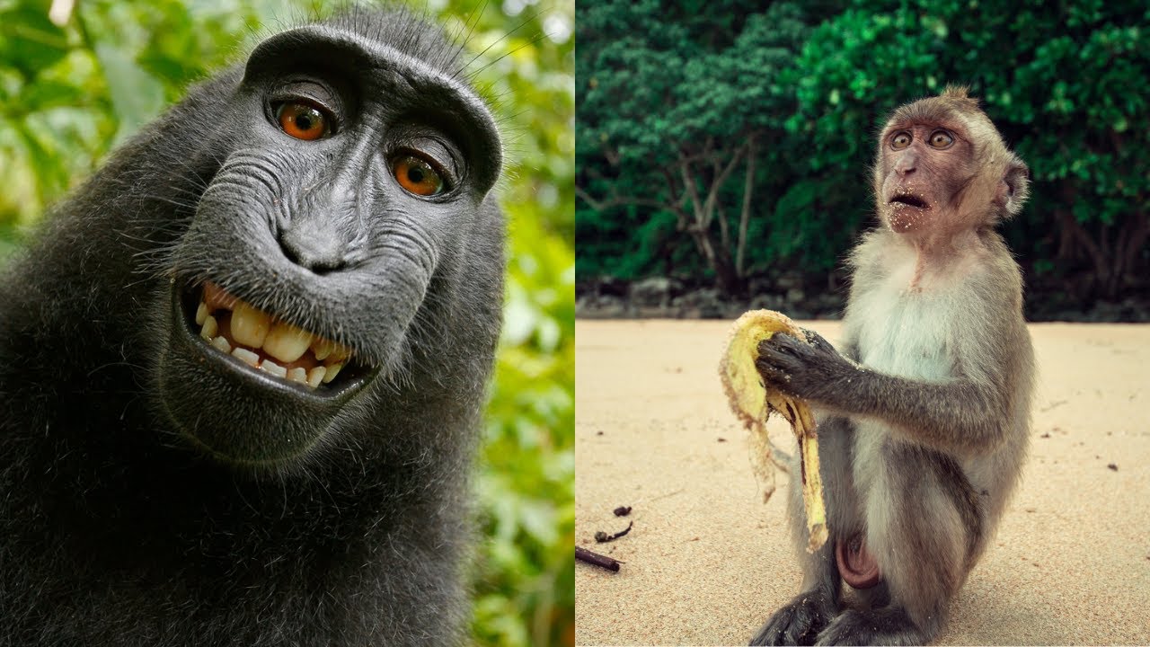 Lustige Tiere - funny animals 💜 funny & cute monkeys - Affen🐵🙊