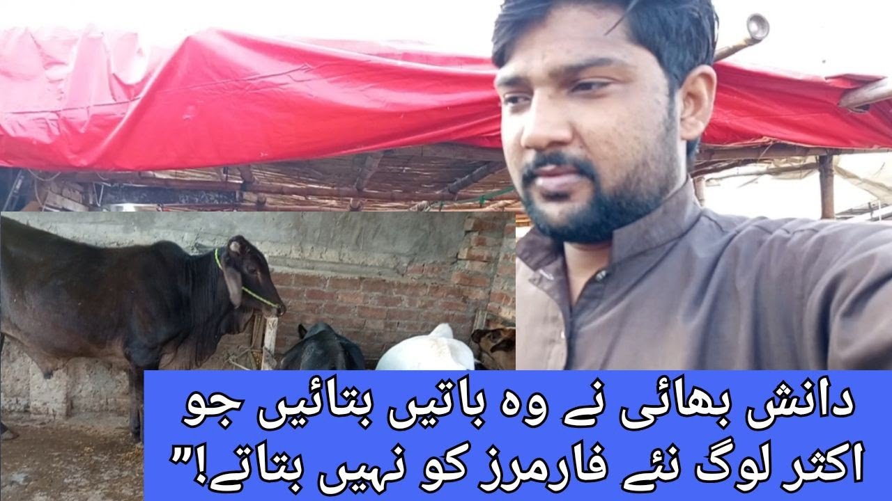 دانش بھائی کے فارم کا مکمل ٹور – ہیوی دودھ دینے والی گائے بھینس بکریاں